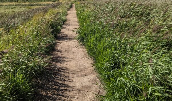 Through the reedbeds